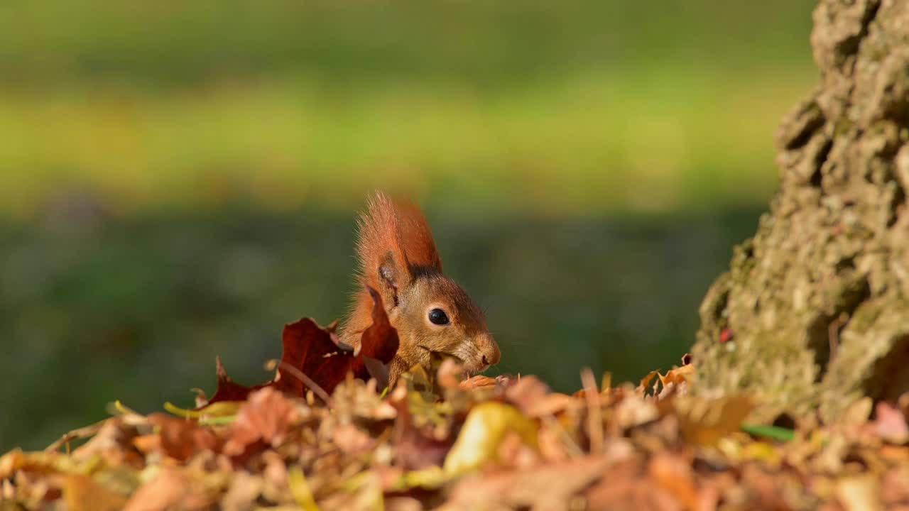 秋天的红松鼠，Sciurus vulgaris视频素材