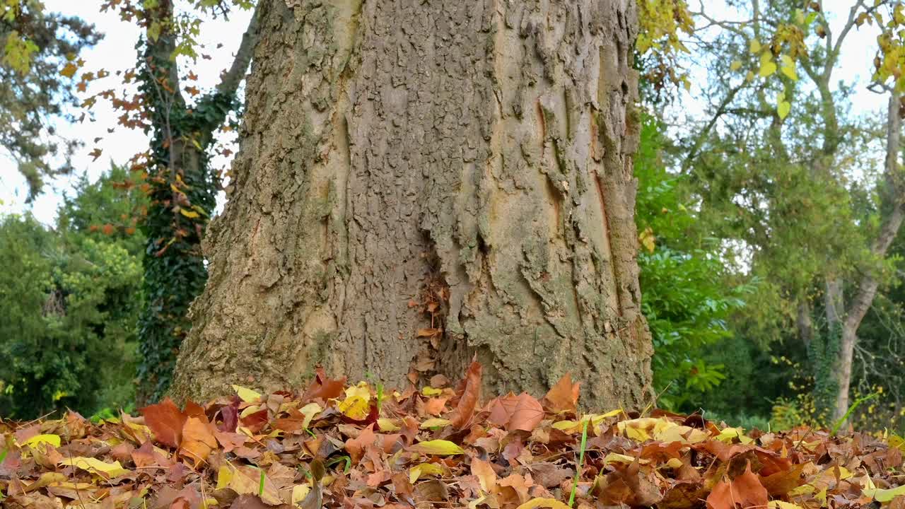 秋天的红松鼠，Sciurus vulgaris视频素材