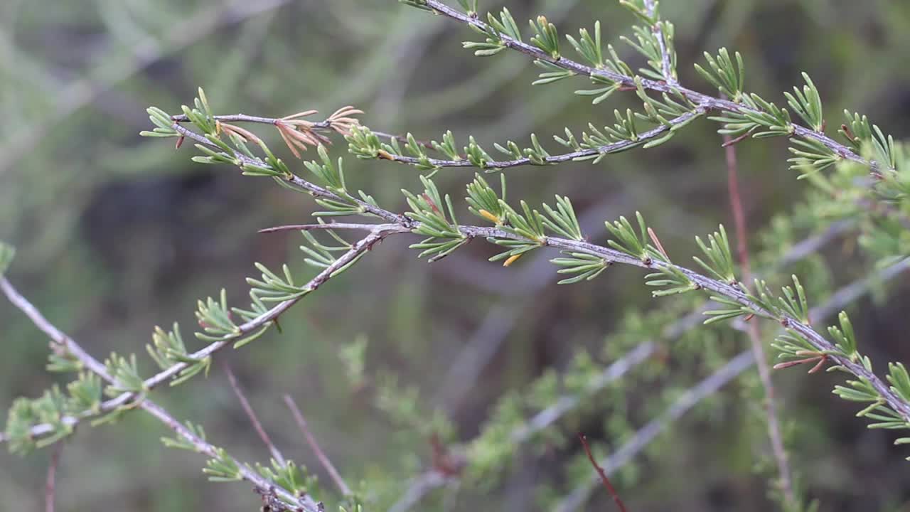 腺口瘤(Adenostoma fasculatum leaf - topanga sp - 011521 v a)视频素材