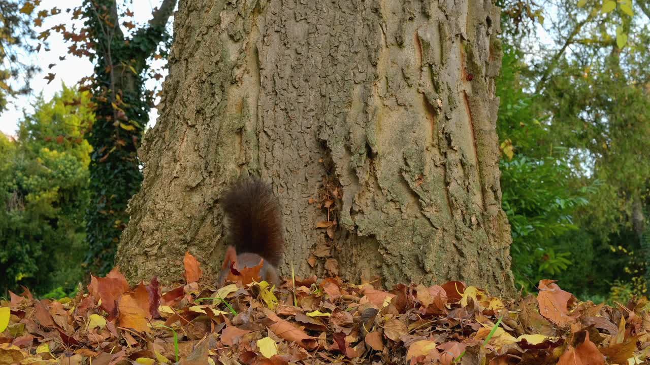 秋天的红松鼠，Sciurus vulgaris视频素材