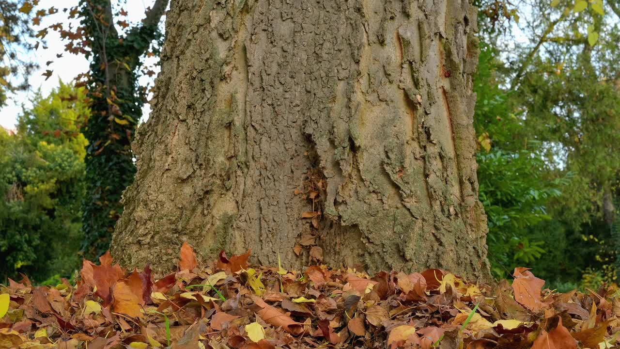 秋天的红松鼠，Sciurus vulgaris视频素材