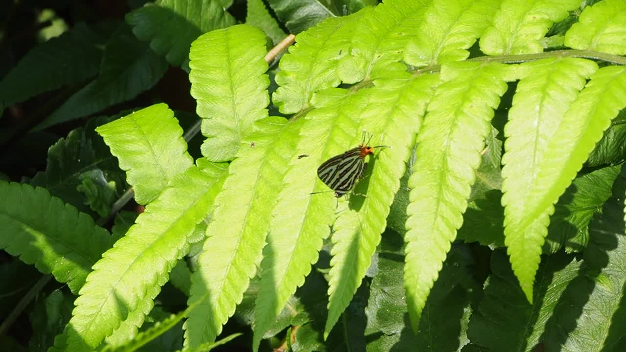 蕨类植物上的蝴蝶视频素材