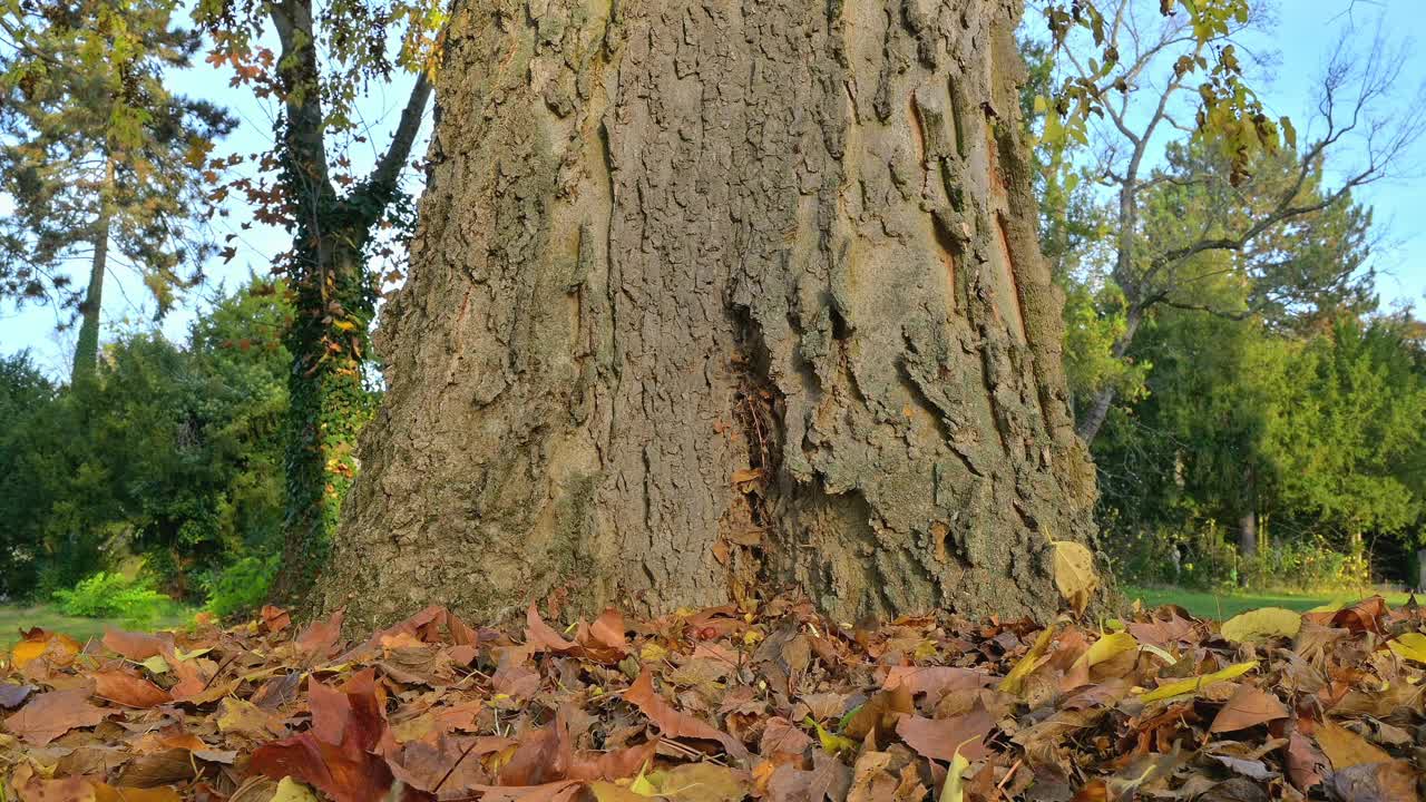 秋天的红松鼠，Sciurus vulgaris视频素材