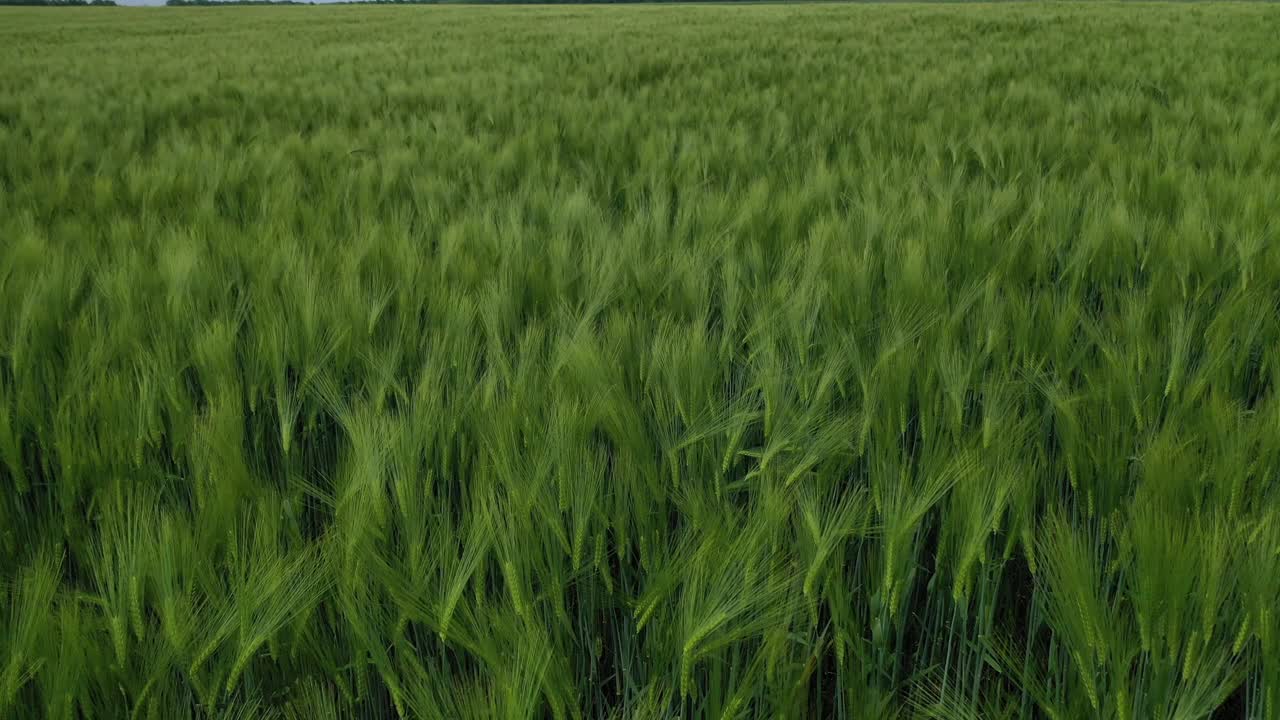 绿色背景。有机植物生长在农村的田地里。大自然在春天。飞过新鲜的田野。鸟瞰图。视频素材