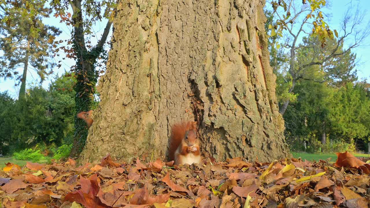 秋天的红松鼠，Sciurus vulgaris视频素材