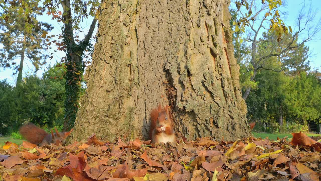 秋天的红松鼠，Sciurus vulgaris视频素材