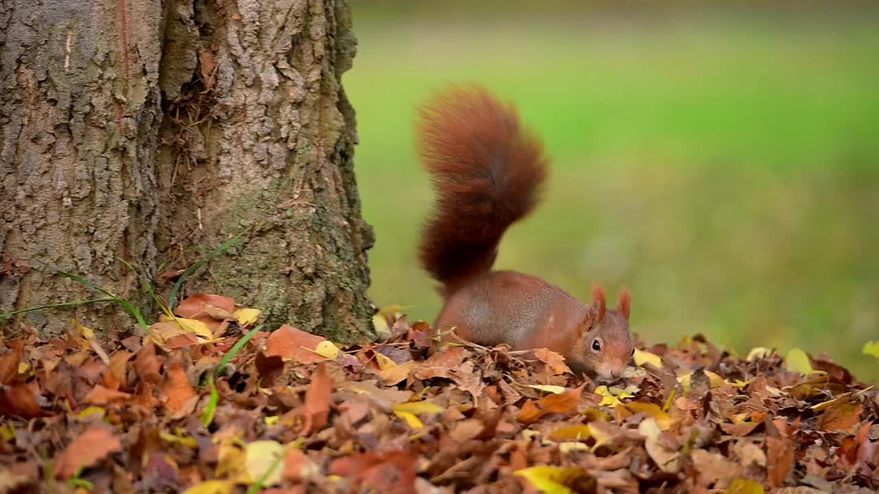 秋天的红松鼠，Sciurus vulgaris视频素材