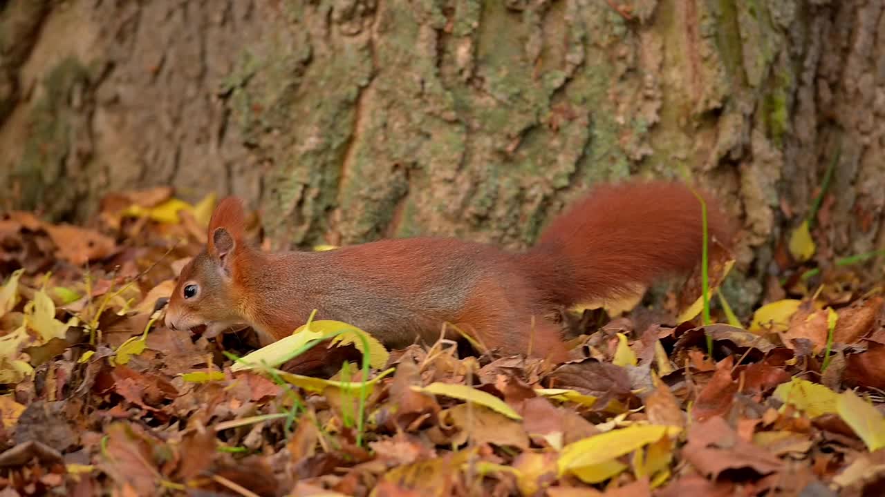 秋天的红松鼠，Sciurus vulgaris视频素材