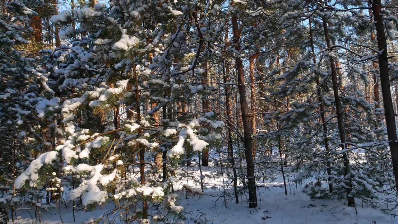 白雪皑皑的松林映衬着阳光下的蓝天。松林。蓝色的天空。阳光。白色的雪。严寒的天气。冬天的季节。圣诞快乐。天气预报。气候条件。圣诞节。视频素材