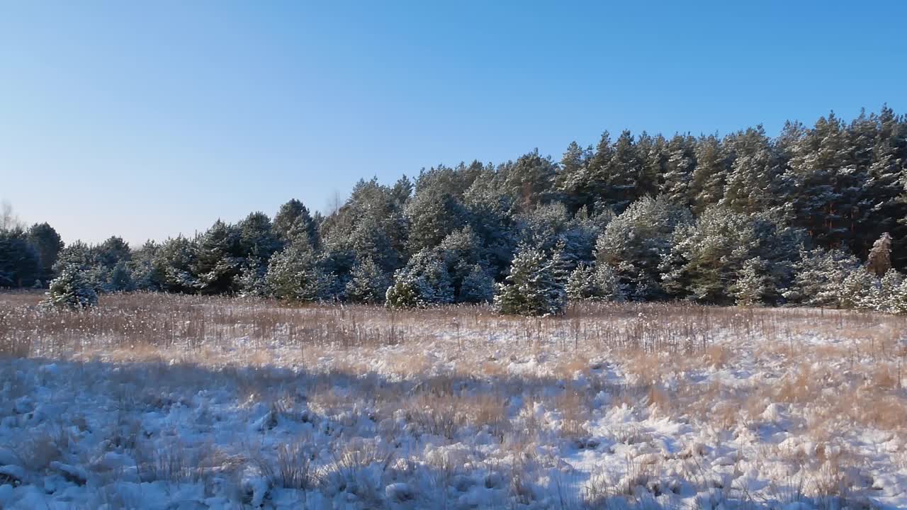 白雪皑皑的松林映衬着阳光下的蓝天。松林。蓝色的天空。阳光。白色的雪。严寒的天气。冬天的季节。圣诞快乐。天气预报。气候条件。圣诞节。视频素材