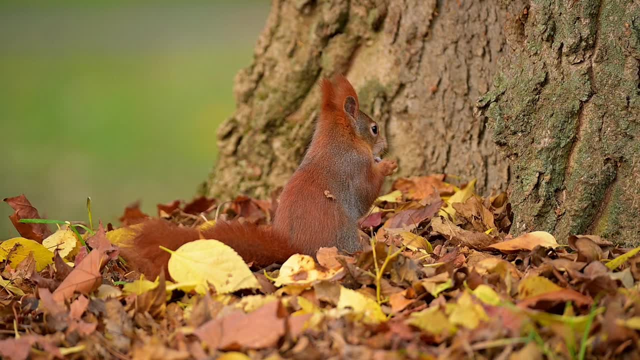 秋天的红松鼠，Sciurus vulgaris视频素材