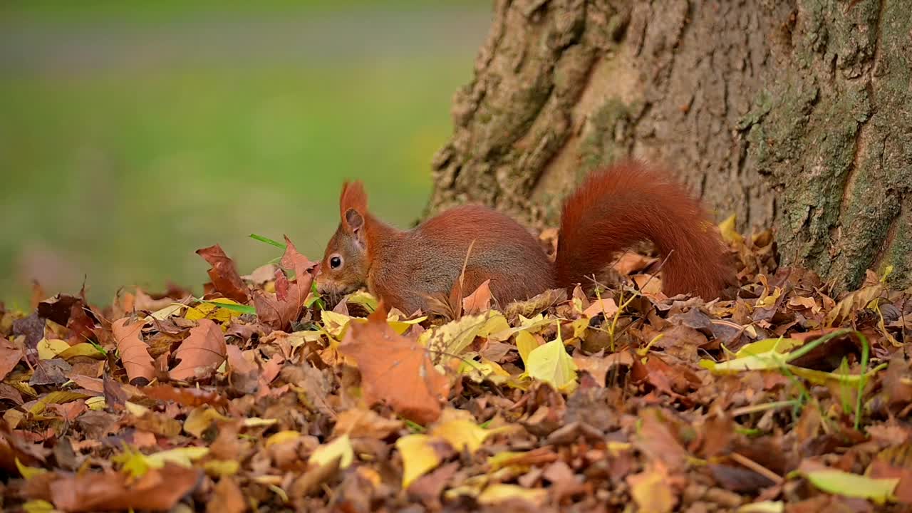 秋天的红松鼠，Sciurus vulgaris视频素材