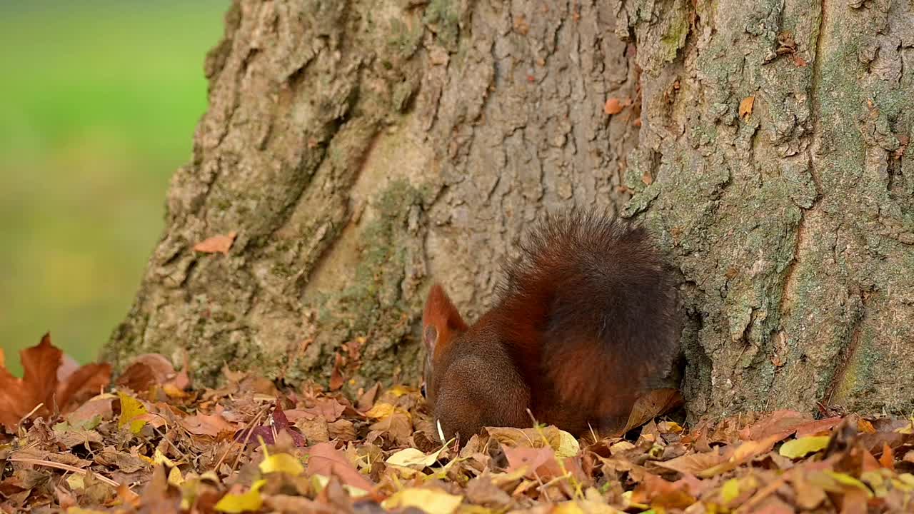 秋天的红松鼠，Sciurus vulgaris视频素材