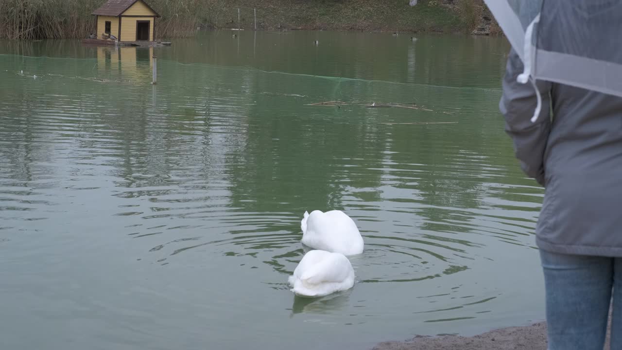 雨天隔离。视频素材