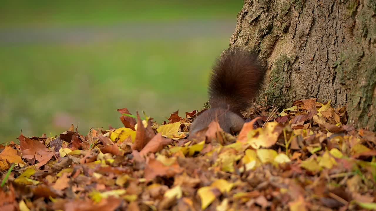 秋天的红松鼠，Sciurus vulgaris视频素材