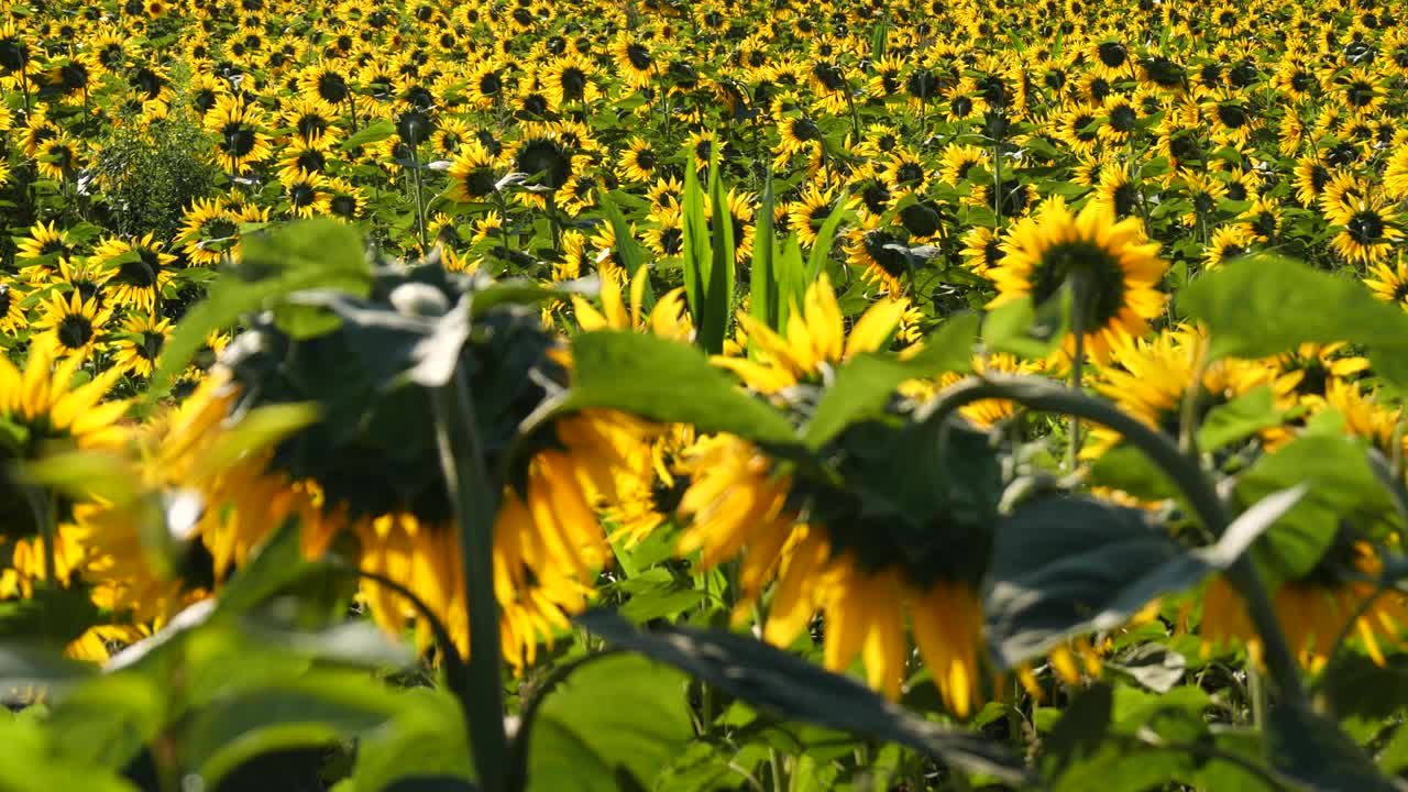 蓝天背景上的向日葵田。明亮的夏季慢动作视频摆动的向日葵，充满活力的黄色和绿色。视频素材