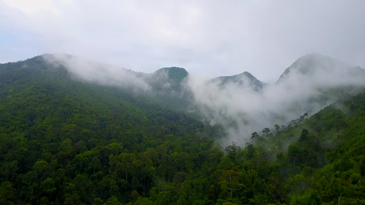 婆罗洲热带雨林，婆罗洲丛林视频素材