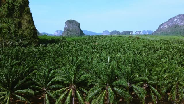 风景棕榈田在甲米，泰国。视频素材