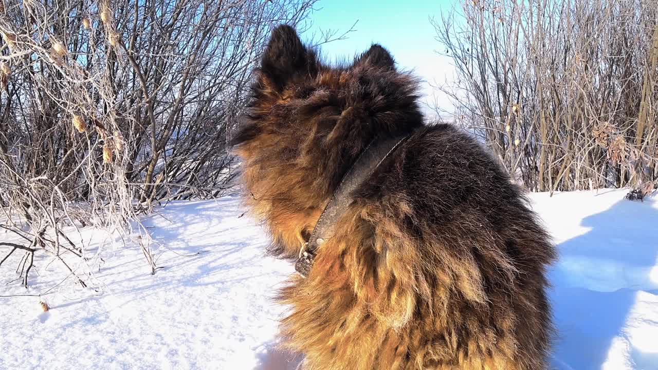 德国牧羊犬坐在雪地里视频素材