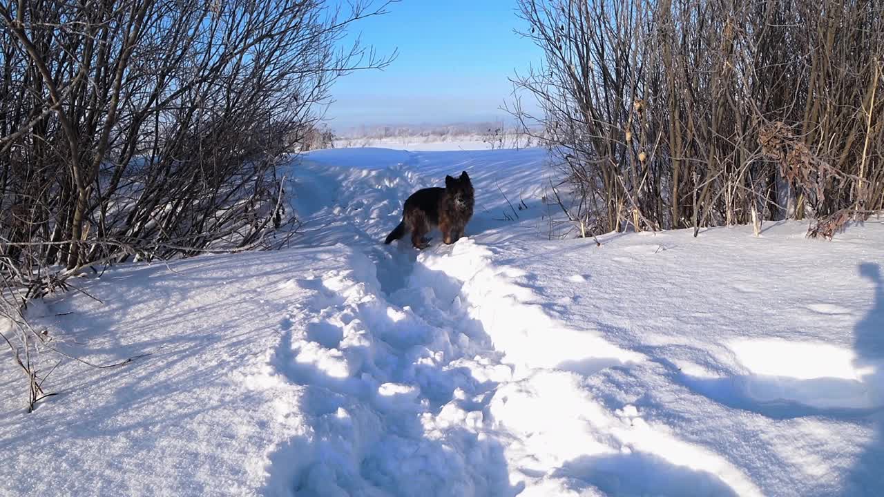 德国牧羊犬视频素材