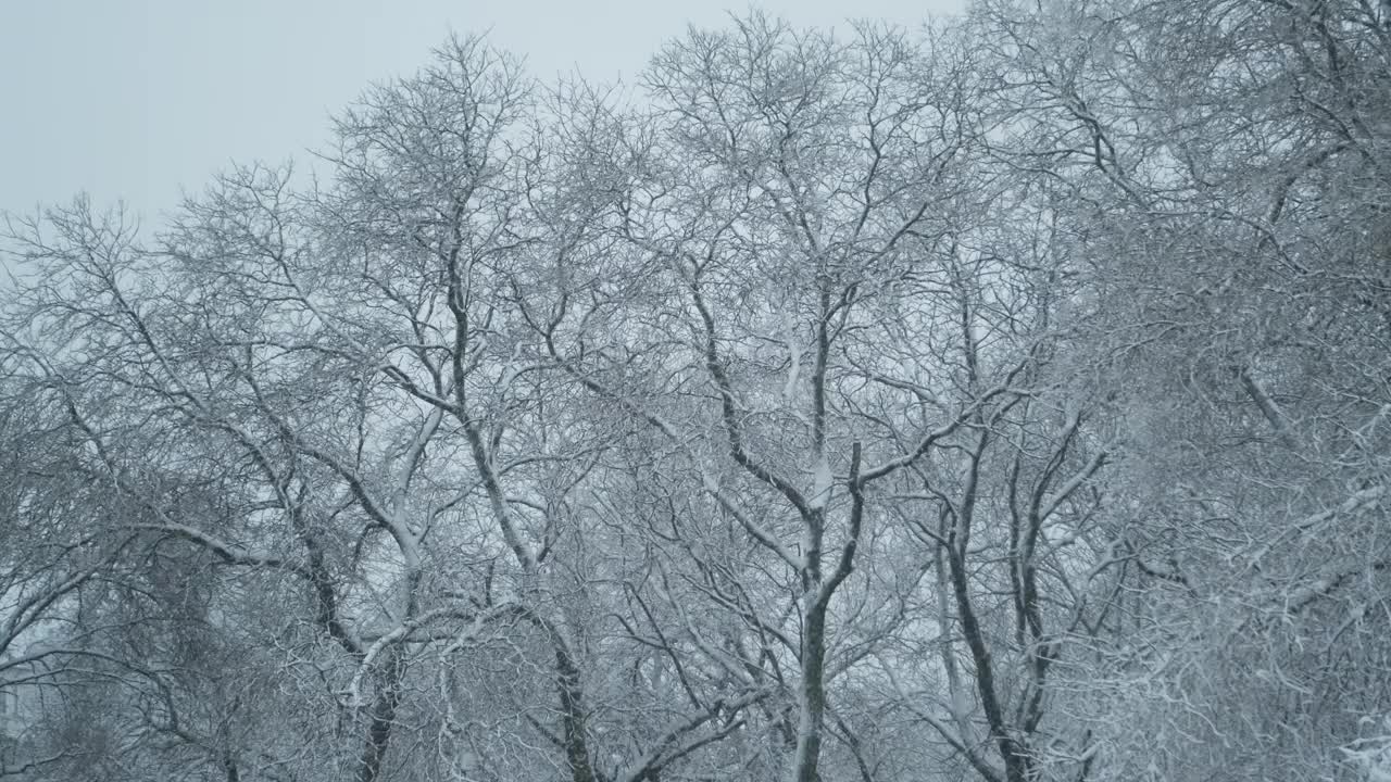 被雪覆盖的树木在风中摇摆，以一场大雪为背景视频素材