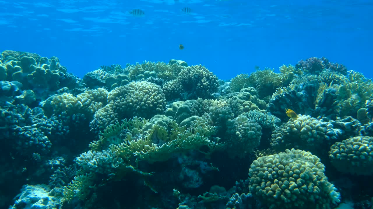 慢镜头，阳光下蓝色的海水背景下，色彩斑斓的热带鱼在美丽的珊瑚礁附近游动。海洋中的水下生物。镜头慢慢向前移动视频素材