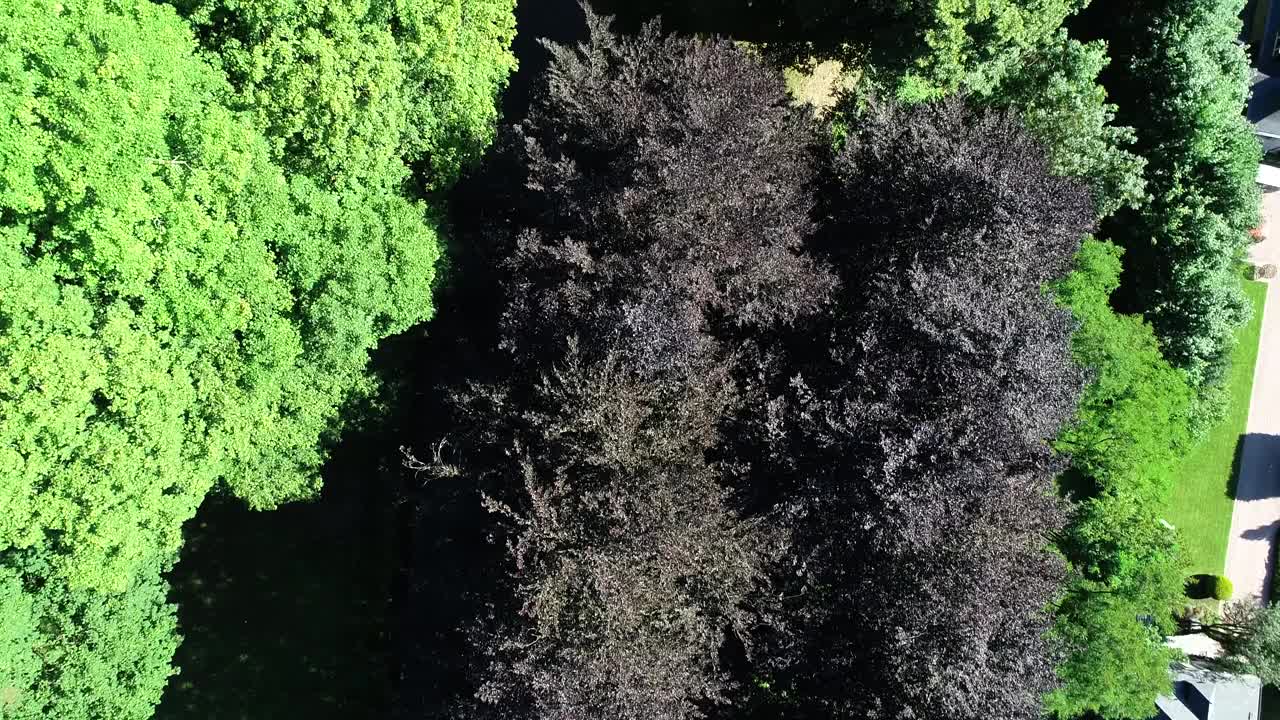 鸟瞰图的汽车行驶在乡村道路在森林。风景如画，无论春夏秋冬视频素材