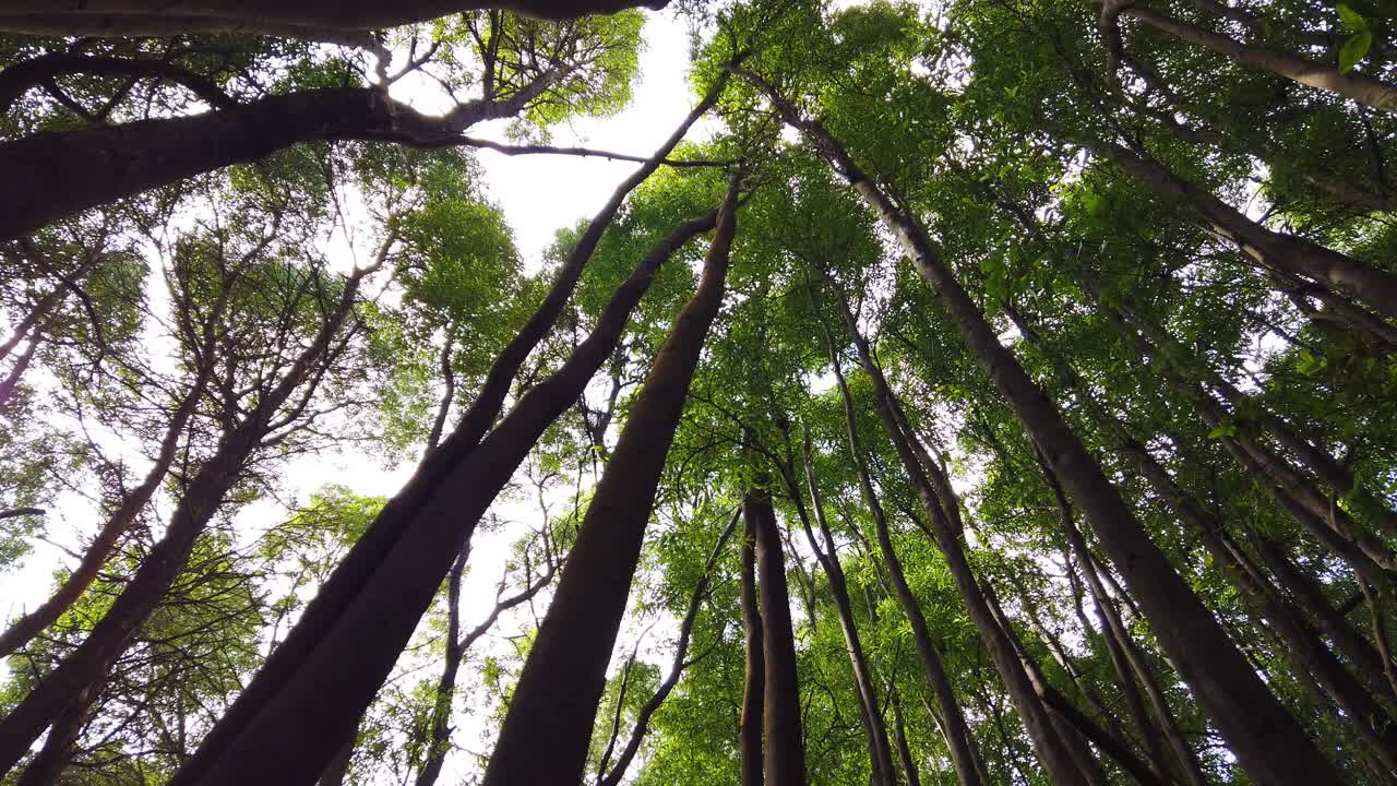 森林中风景优美的树木的顶视图。树冠与明亮的下午阳光和射线。抬头看树。视频素材