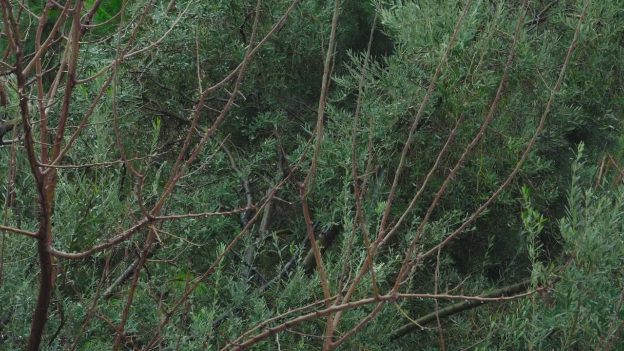 雨滴落在绿叶里的慢镜头。视频素材