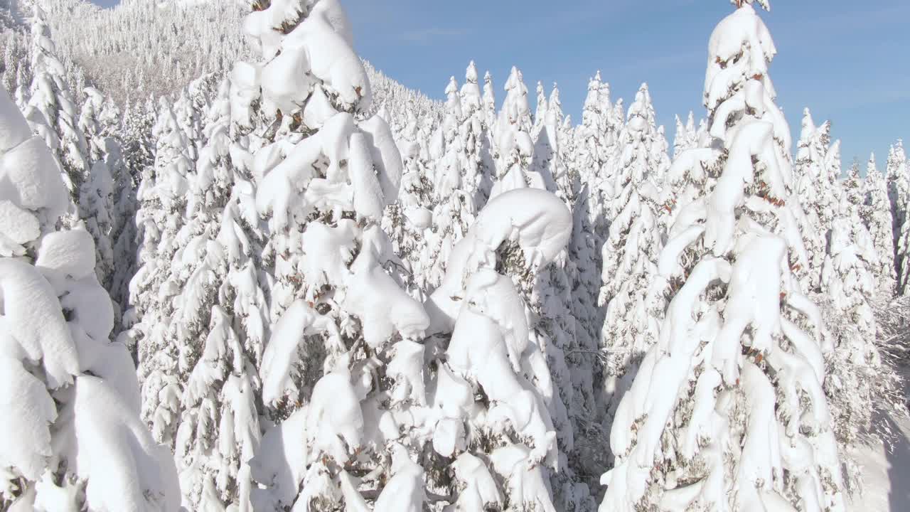 无人机:在朱利安阿尔卑斯山的森林里，在积雪覆盖的松树之间飞行。视频素材