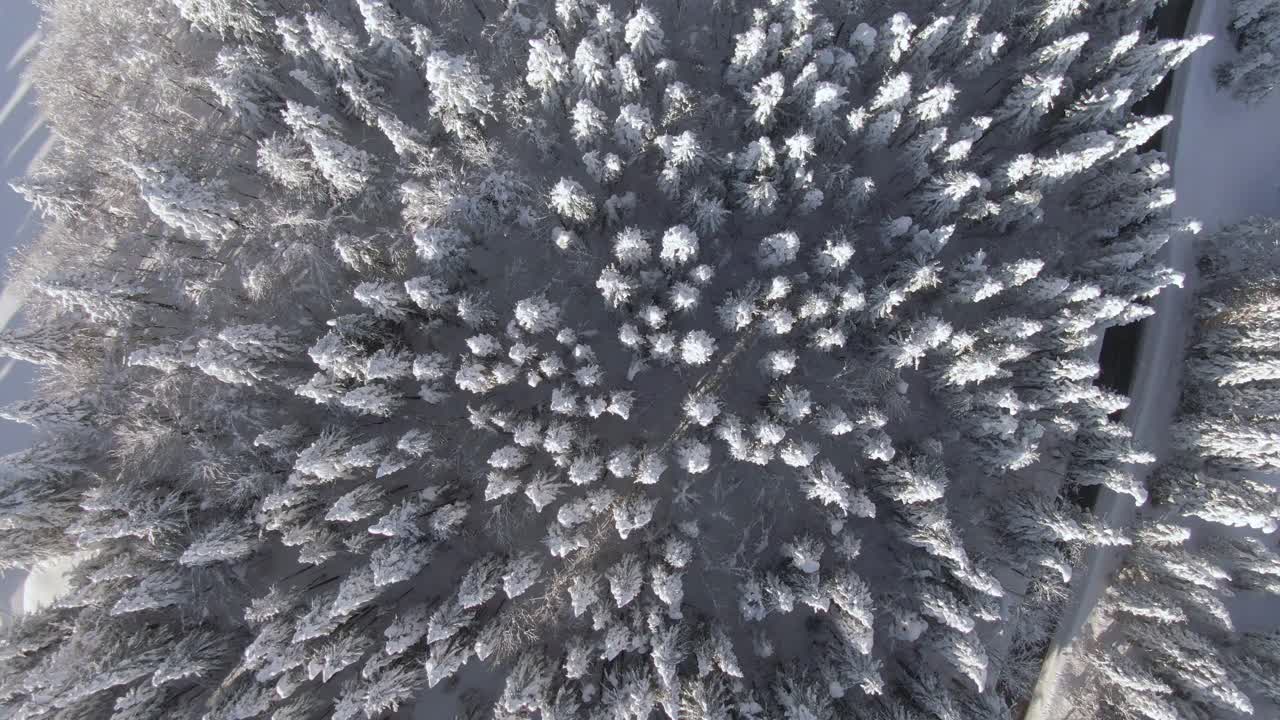 从上到下:飞过覆盖着粉状雪的宁静的松树林。视频素材