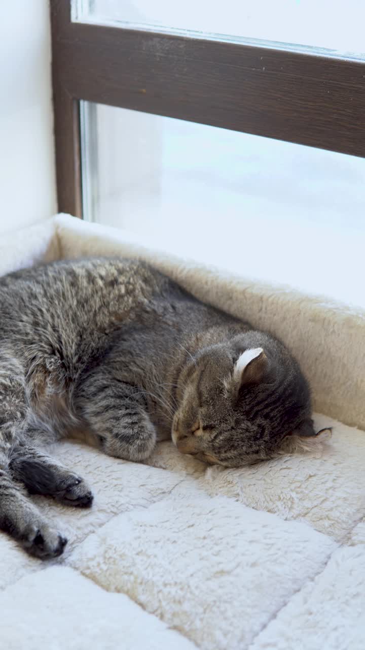 这只虎斑猫正在睡觉。猫躺在格子图案的特写上。垂直视频。视频素材