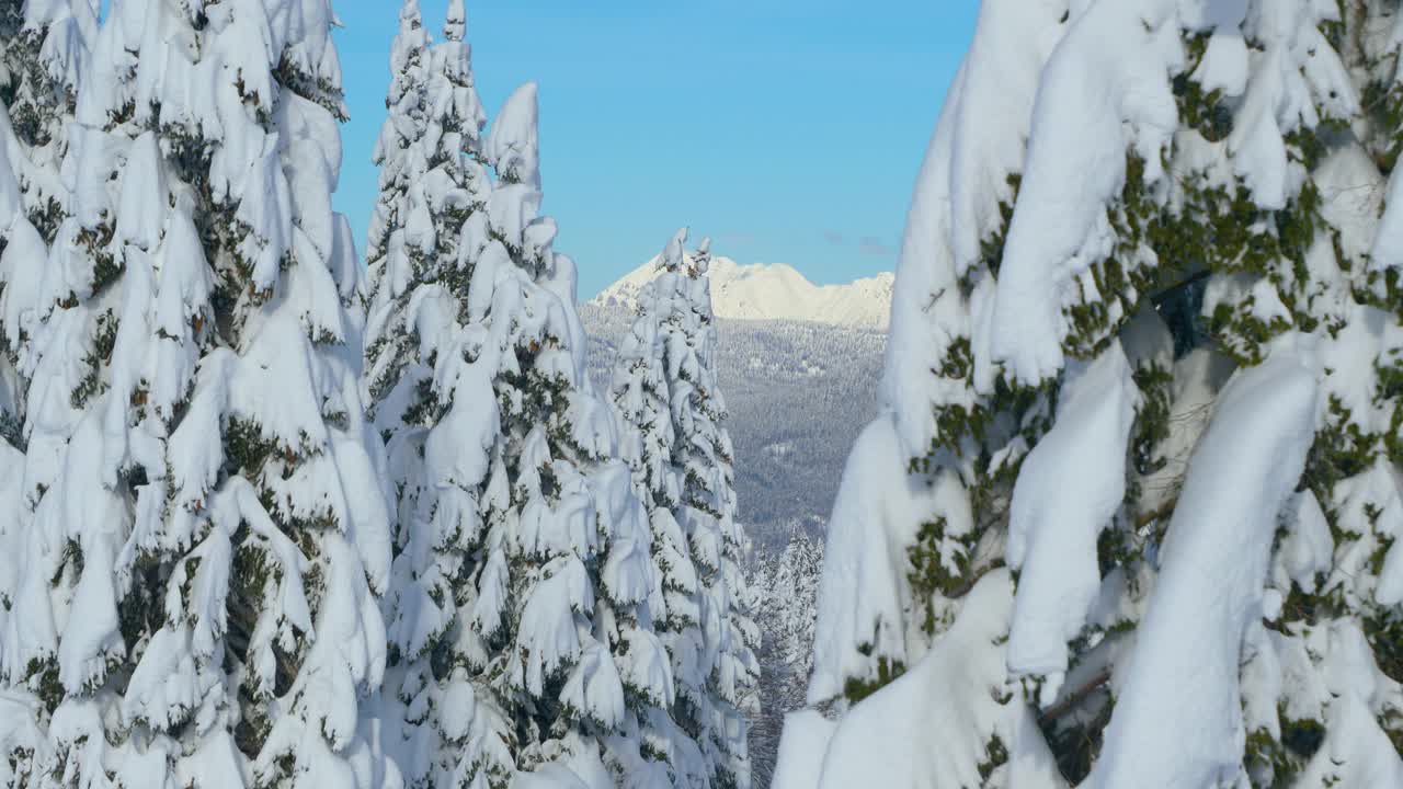 天线:浓密的被雪覆盖的针叶林通向远处的岩石山脊视频素材