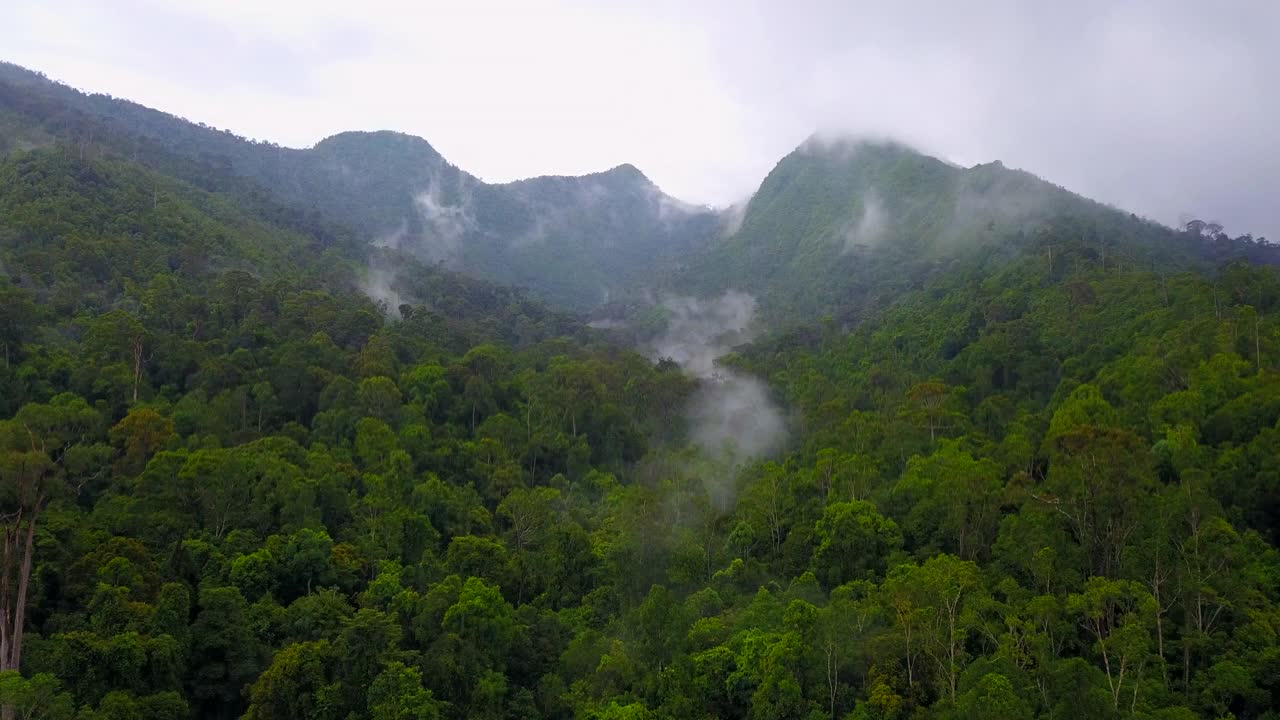 婆罗洲热带雨林，婆罗洲丛林视频素材