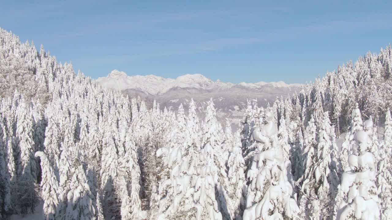 空中摄影:飞过白雪覆盖的森林，朝着雄伟的山脉飞去。视频素材