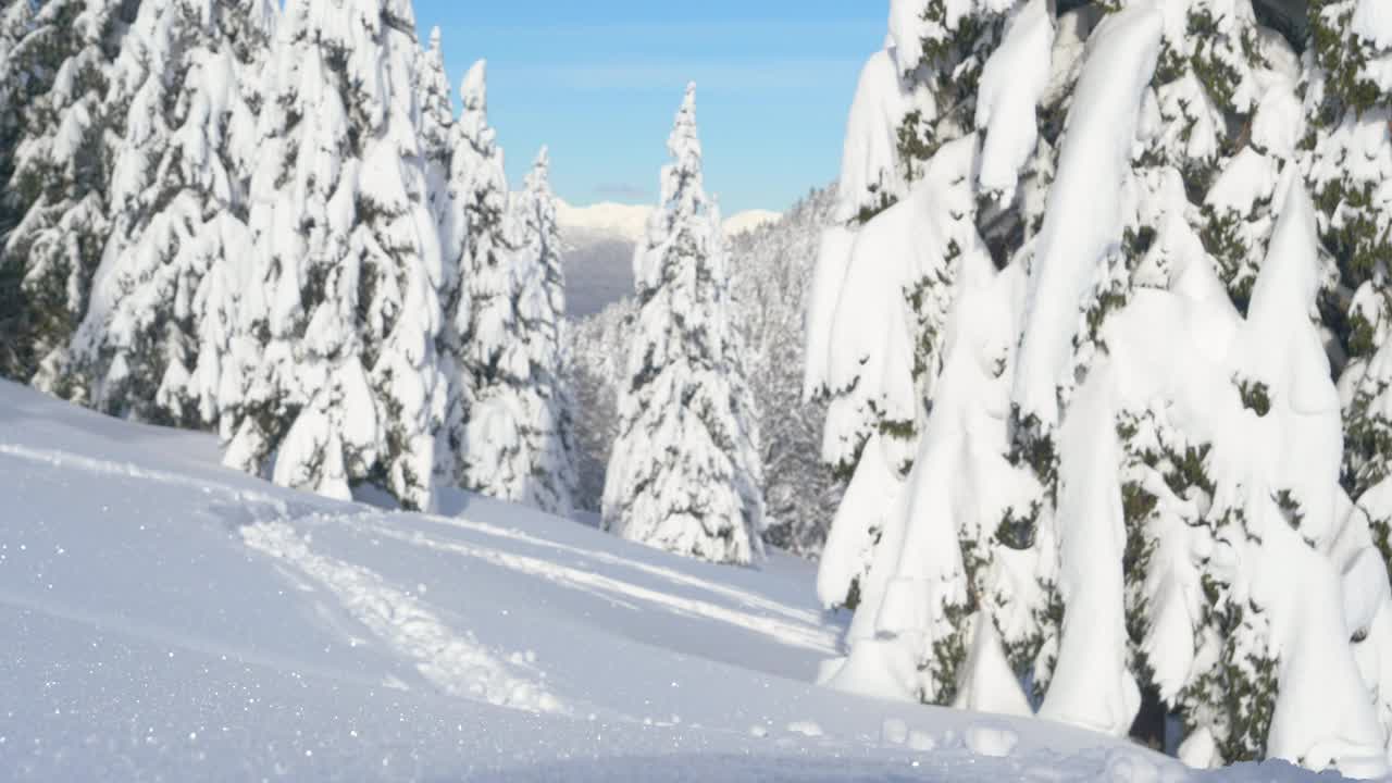 近距离观察:一个面目全非的女人在劈板旅行中踏着新鲜的粉末雪。视频素材