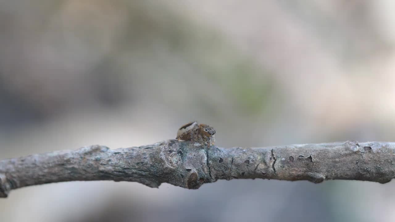 高帧率的短片，一只雌虫在棍棒上转身视频素材