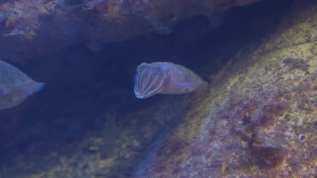 公共水族馆里一只哀痛的墨鱼视频素材