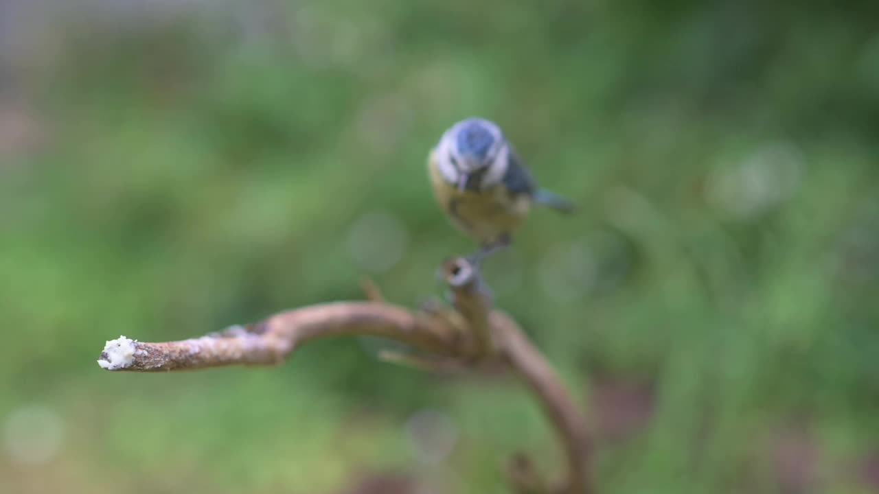 Bluetit喂养视频素材