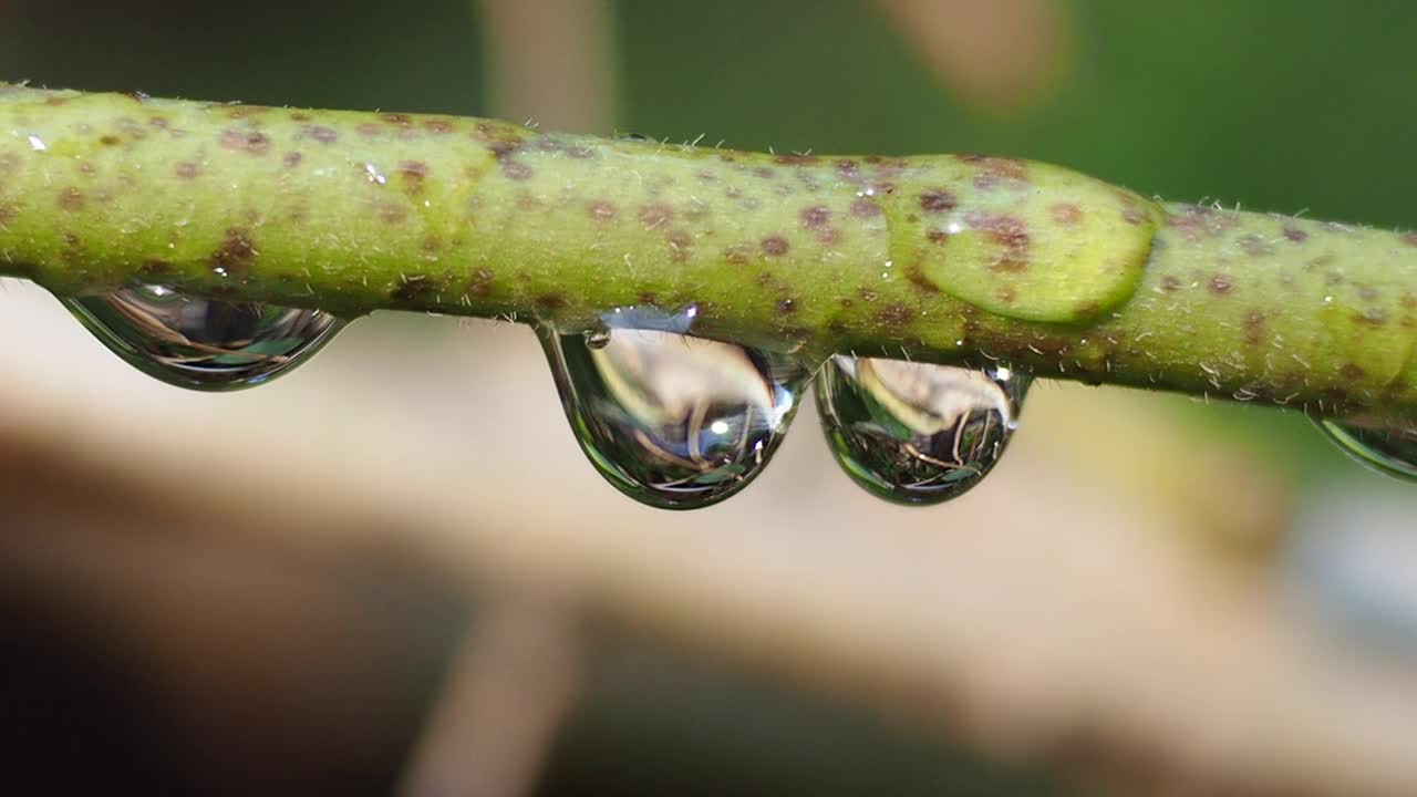 植物枝条上的露珠视频素材