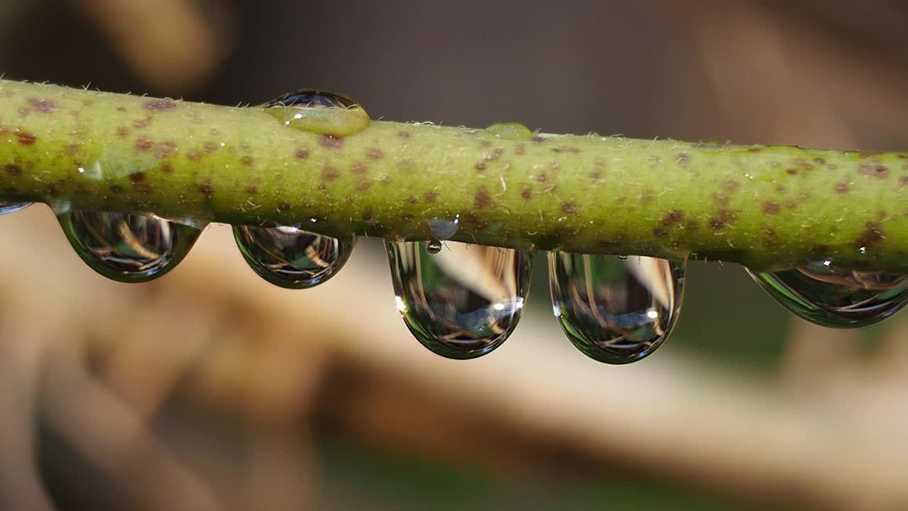 植物枝条上的露珠视频素材