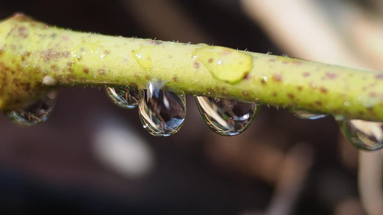 植物枝条上的露珠视频素材