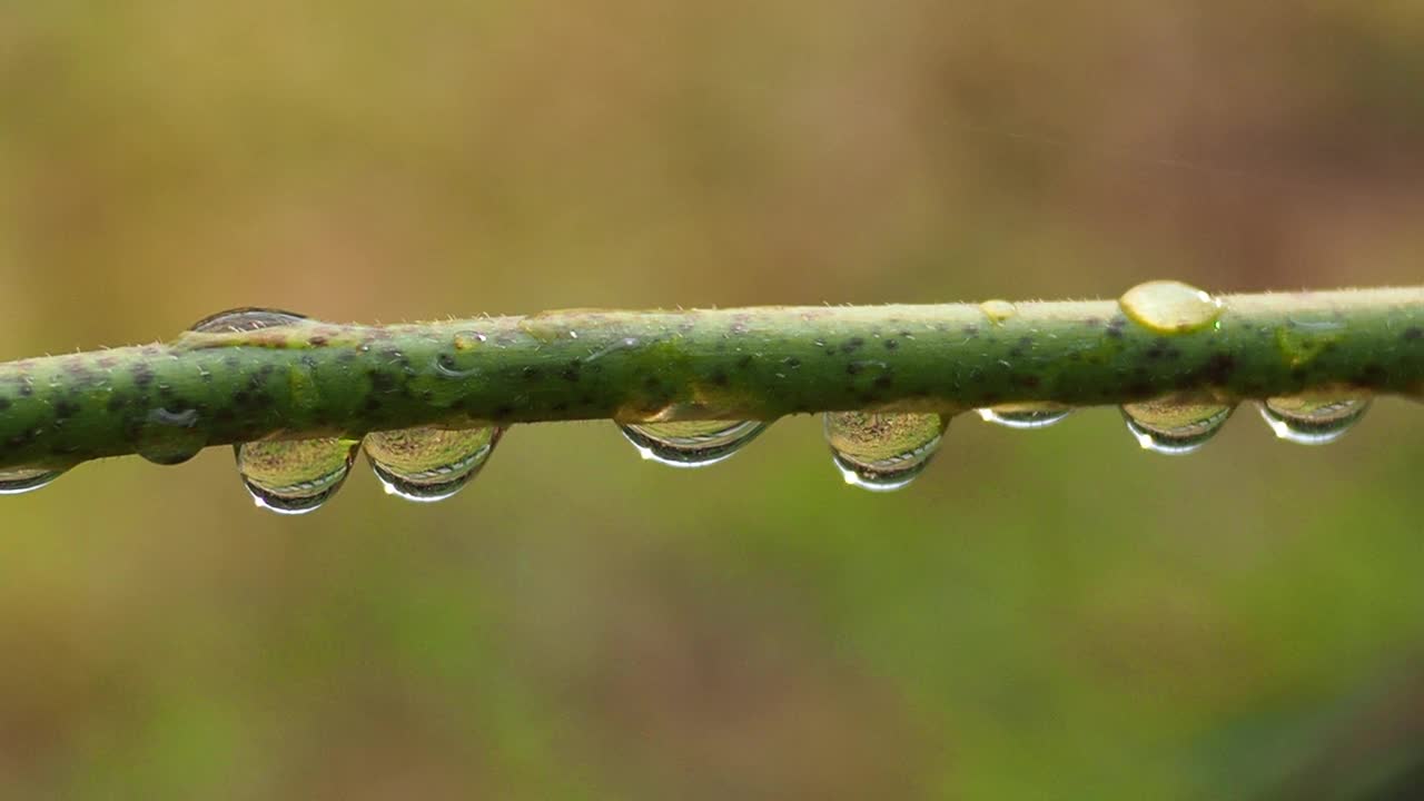 植物枝条上的露珠视频素材