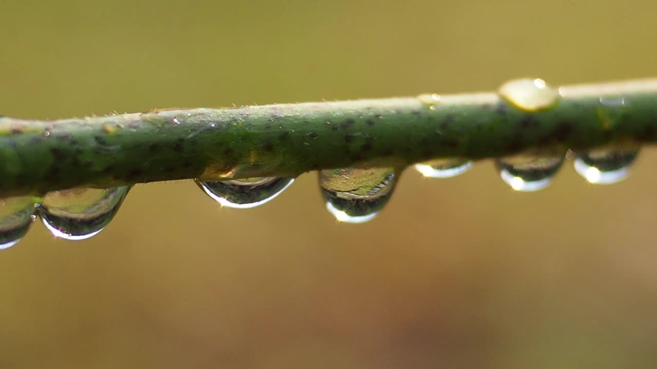 植物枝条上的露珠视频素材