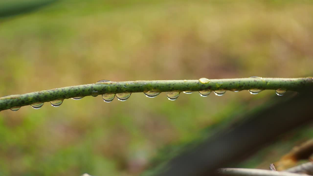 植物枝条上的露珠视频素材