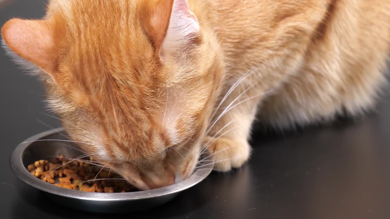 特写姜猫从碗里吃猫食视频素材