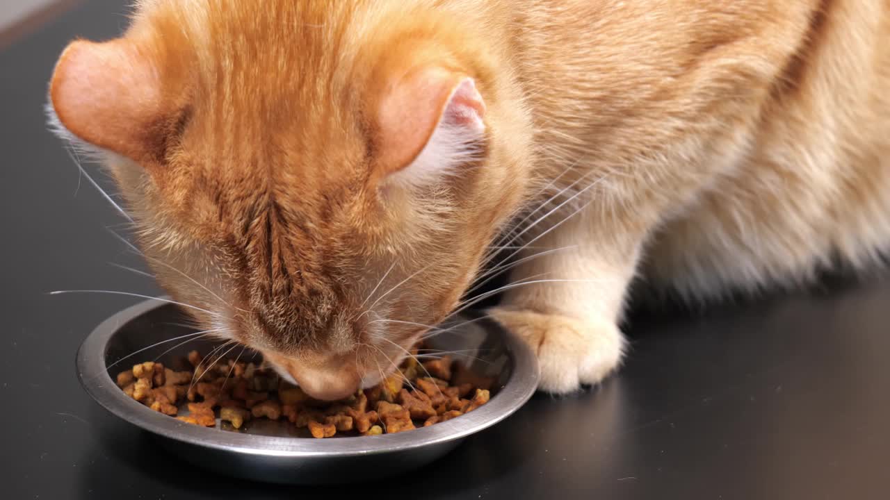 特写姜猫从碗里吃猫食视频素材