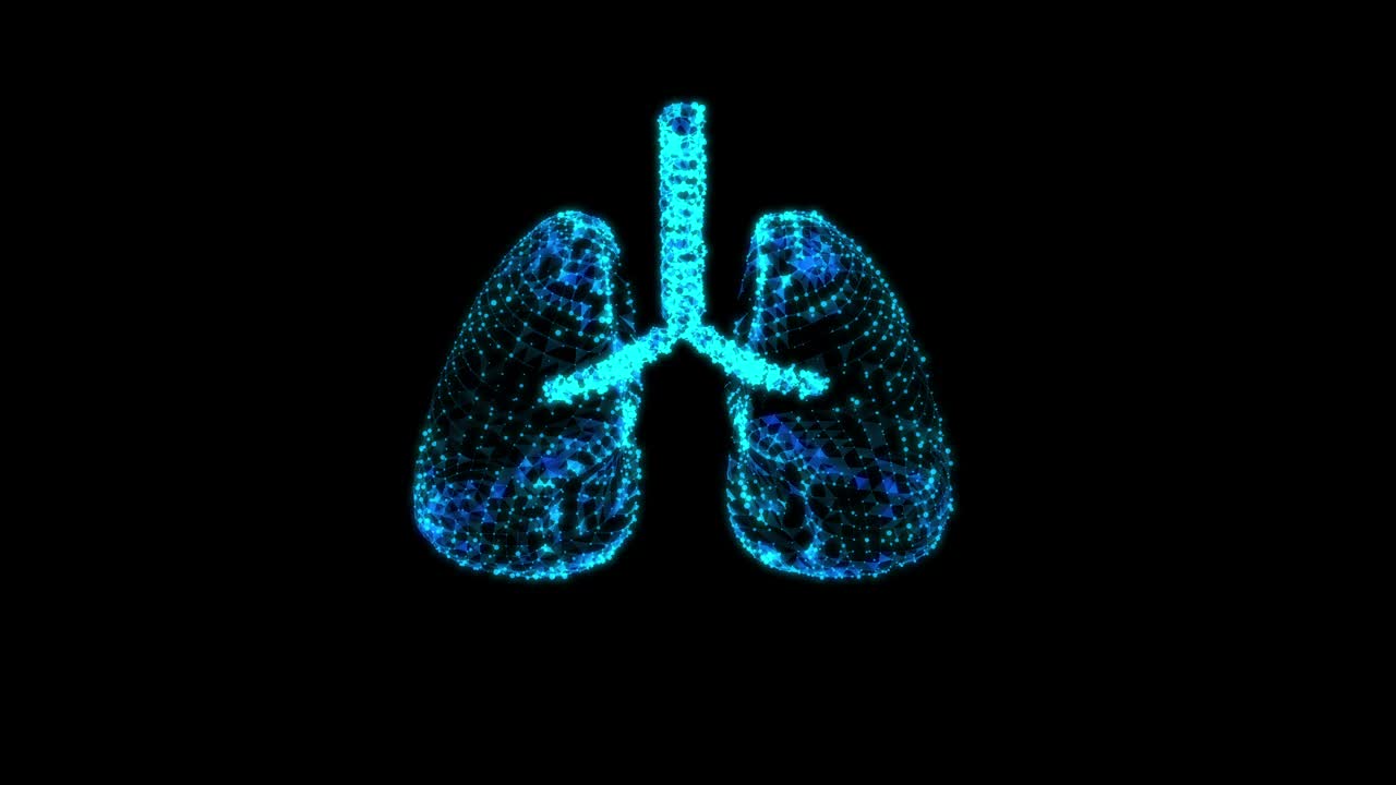 人肺有气管、支气管等内脏器官。肺医学科学技术概念。线框低多边形网格视频素材