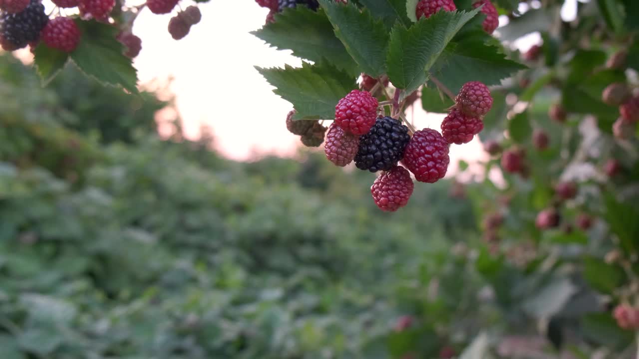 特写成熟和未成熟的大黑莓在风中摇摆挂在灌木上，收获和采摘浆果的概念。4 k视频素材