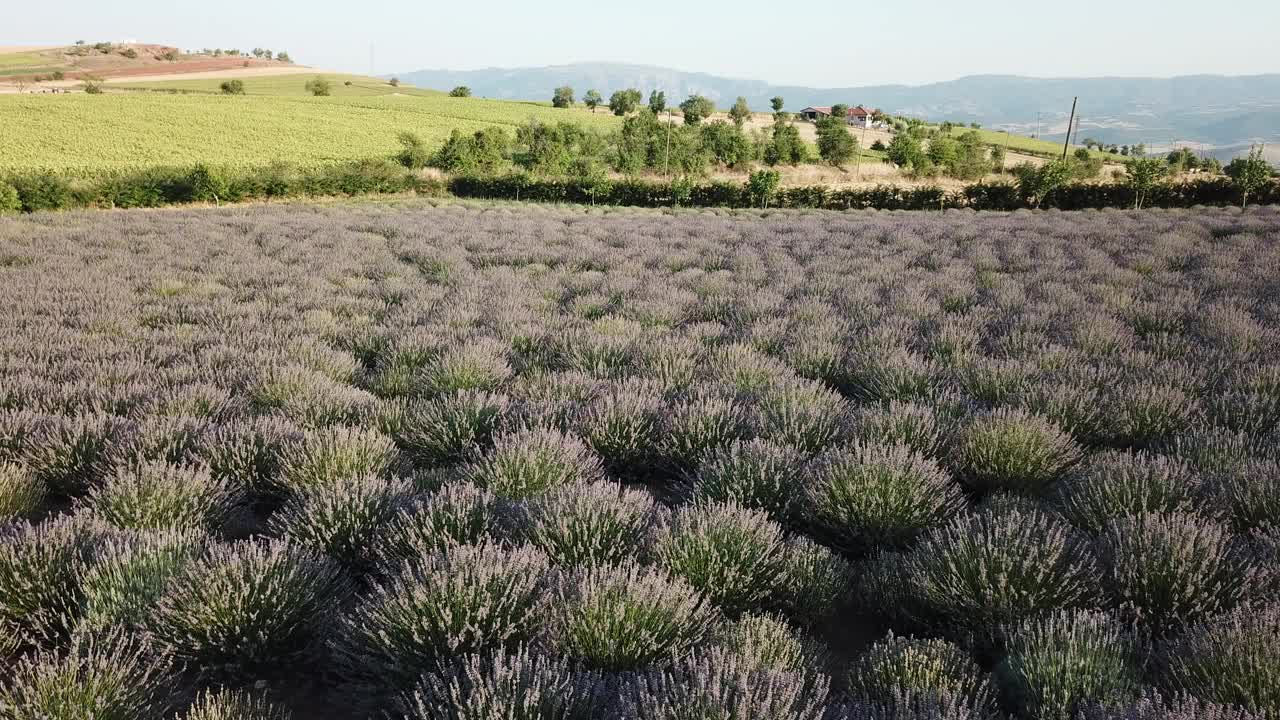 薰衣草植物视频素材